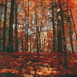 Meet your Posher, Diana